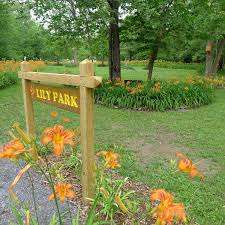 Lily Park – Bild 4