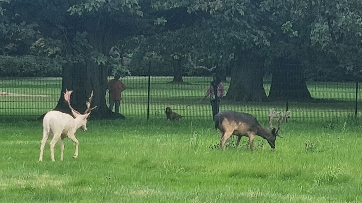 Wildgehege mit Hirschen/Damwild – Bild 1