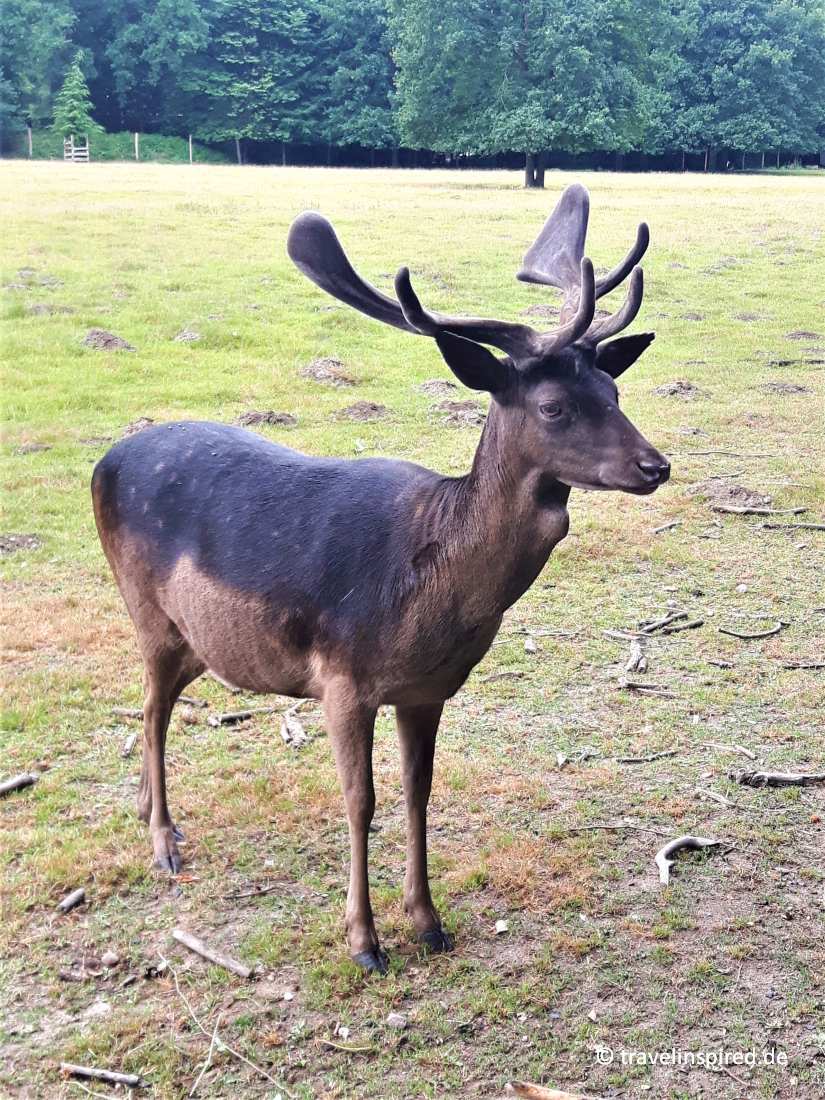 Wildgehege mit Hirschen/Damwild – Bild 2