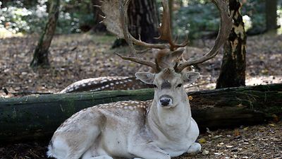 Wildgehege mit Hirschen/Damwild – Bild 3