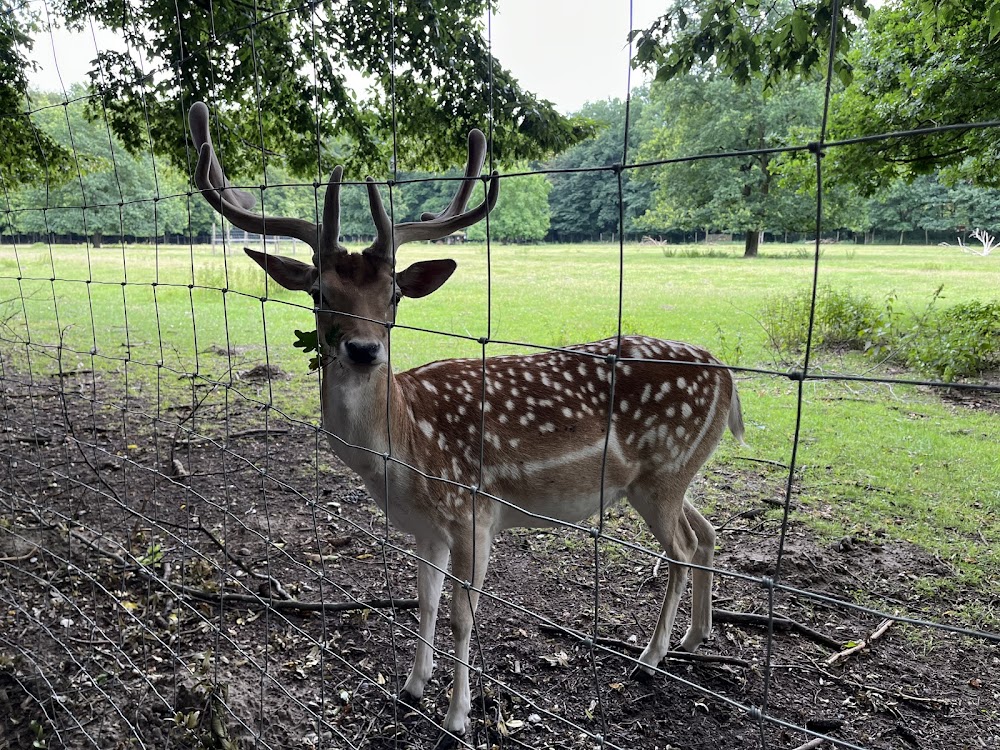 Wildgehege mit Hirschen/Damwild – Bild 4