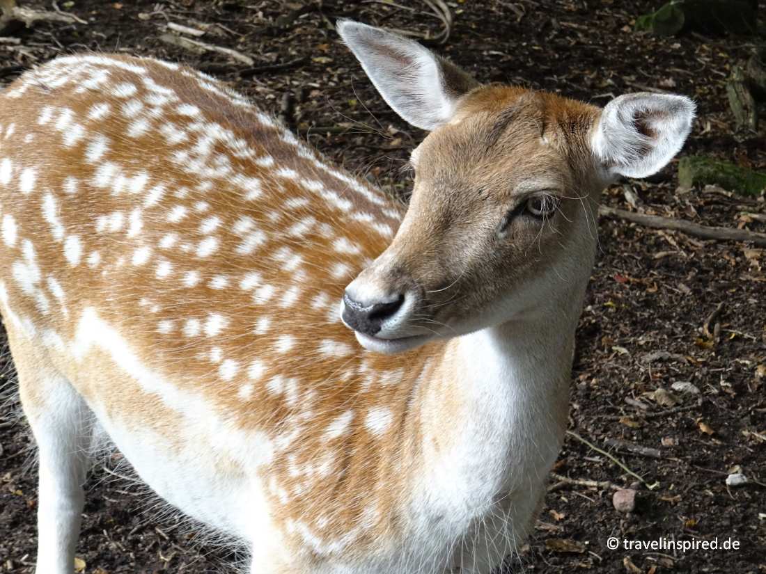 Wildgehege mit Hirschen/Damwild – Bild 5