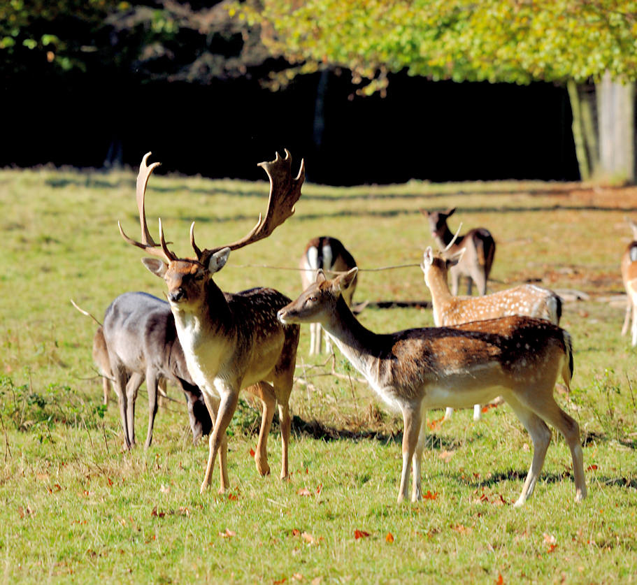 Wildgehege mit Hirschen/Damwild – Bild 6