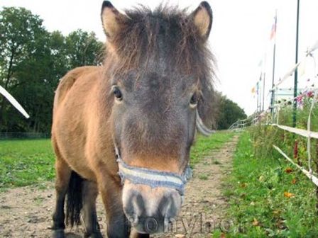 AB Ponyhof und Maislabyrinth – Bild 5