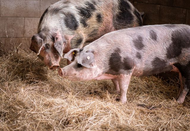 Hof Bölsbach – Bild 4