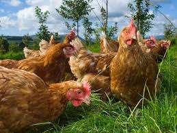 Hidden Pastures Farm – Bild 2