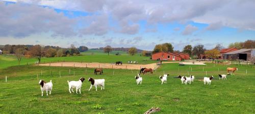 Ferienbauernhof Bernd Kindt – Bild 4