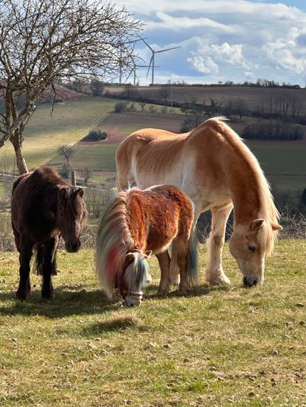Ferienhof Bäumchen – Bild 3
