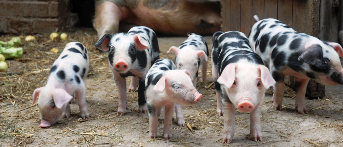 Internationaler Schulbauernhof Hardegsen gGmbH – Bild 6