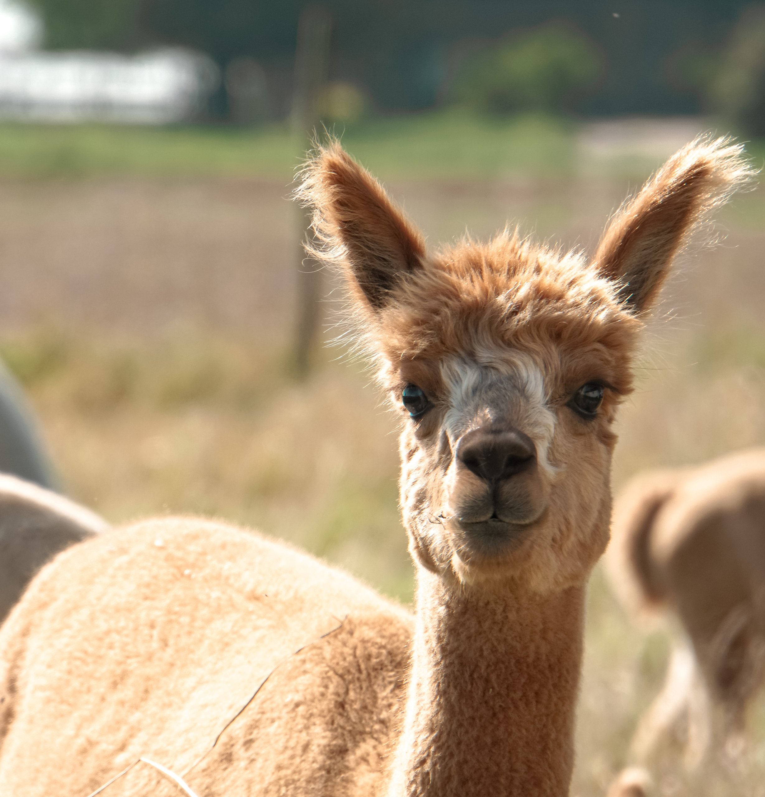 Hofladen und Alpaka-Hof Nester - - Erlebnisbauernhof - - Obst und Gemüsehandel - - Wild aus Eigener Jagd – Bild 2