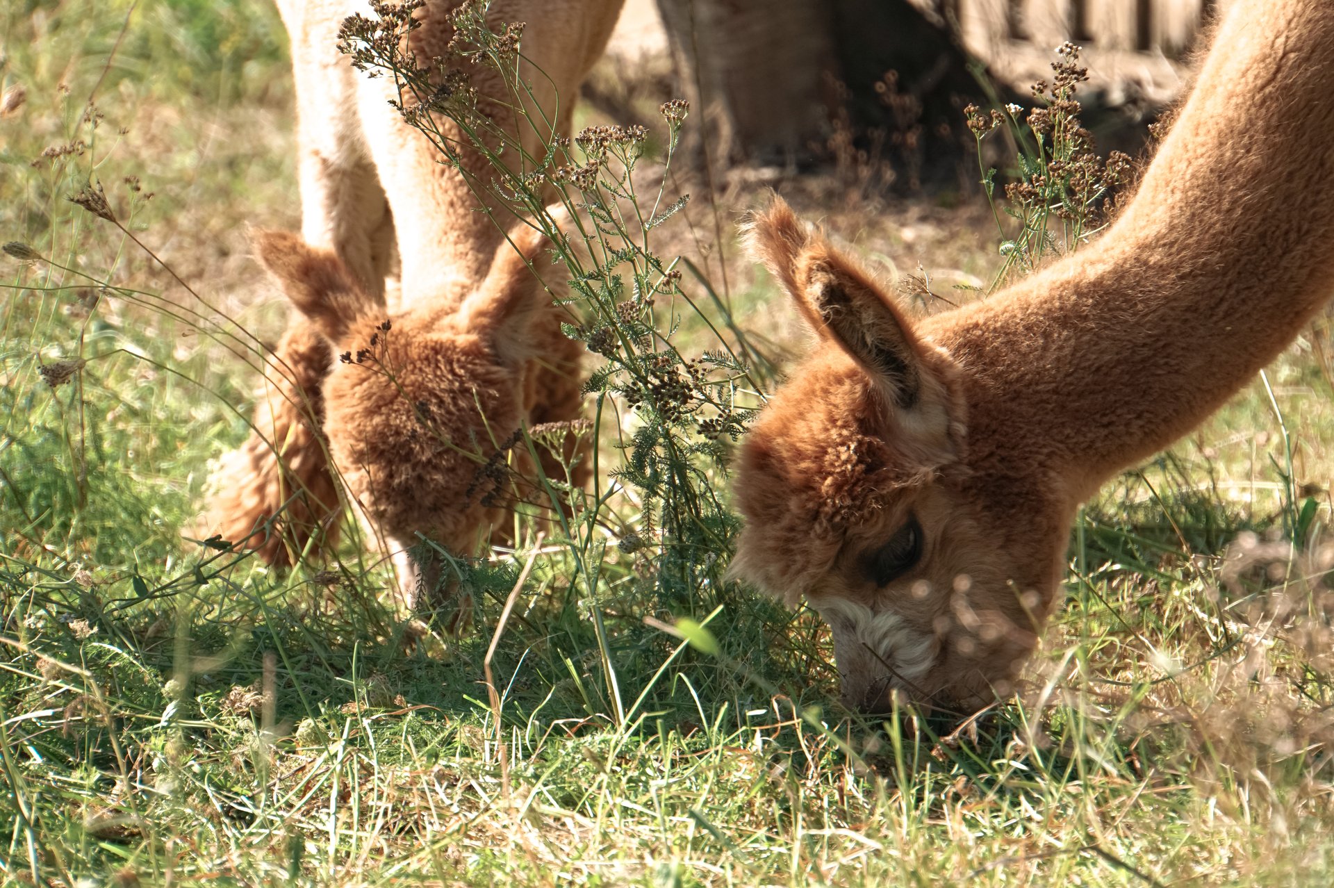 Hofladen und Alpaka-Hof Nester - - Erlebnisbauernhof - - Obst und Gemüsehandel - - Wild aus Eigener Jagd – Bild 3