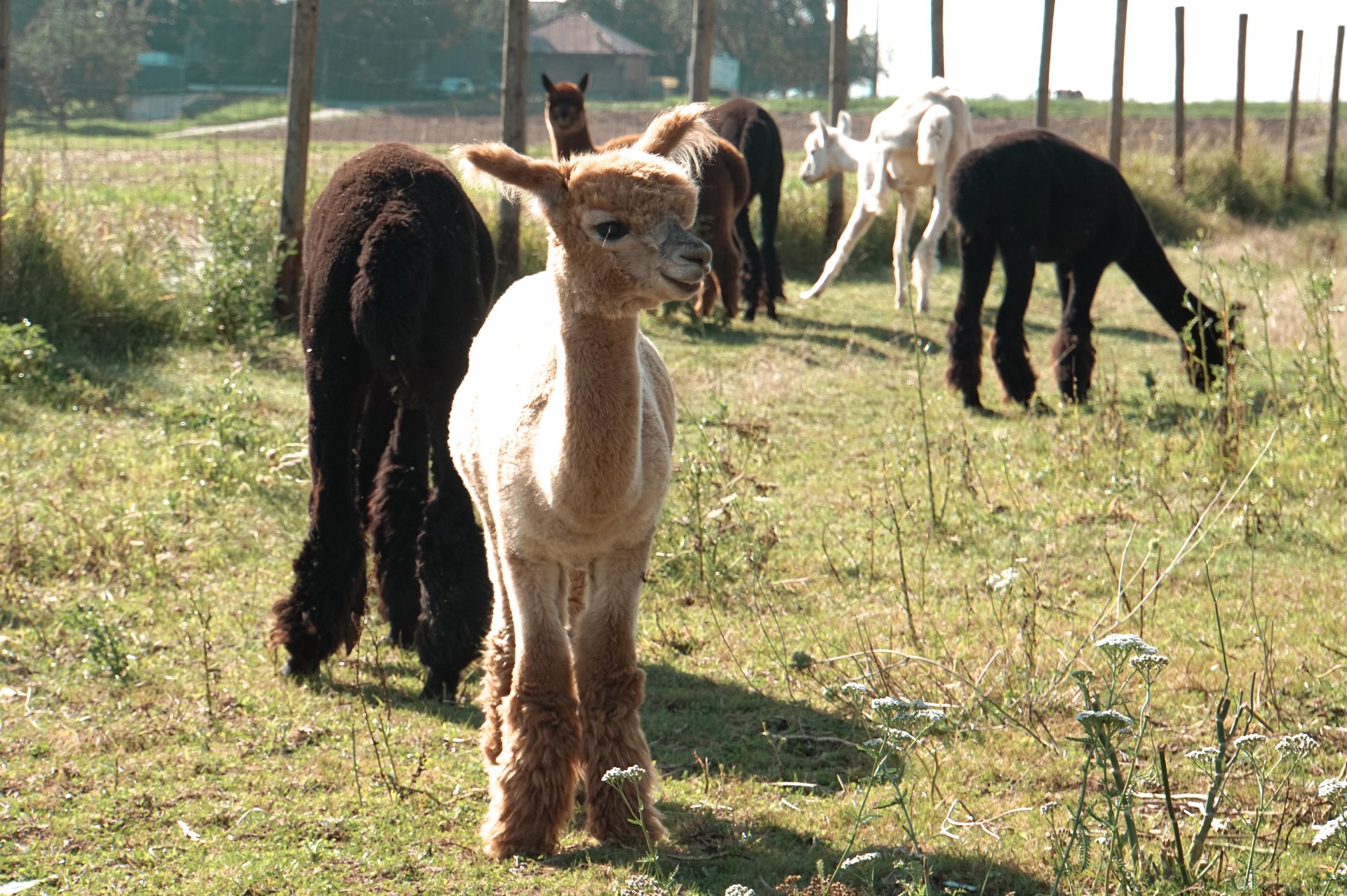 Hofladen und Alpaka-Hof Nester - - Erlebnisbauernhof - - Obst und Gemüsehandel - - Wild aus Eigener Jagd – Bild 4