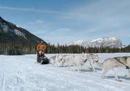 Snowy Owl Sled Dog Tours Inc – Bild 2
