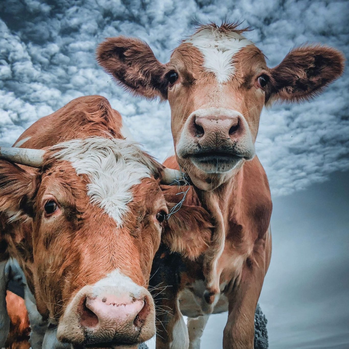 Ökohof Wobst – Bild 2