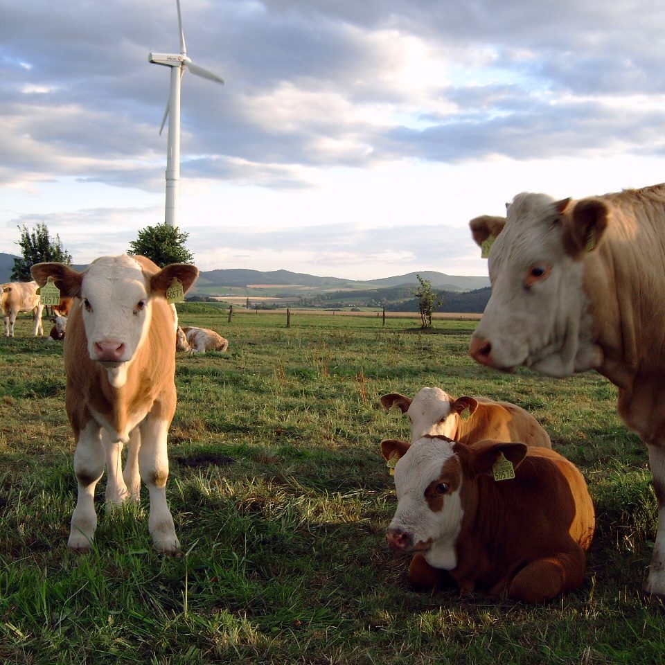 Ökohof Wobst – Bild 3
