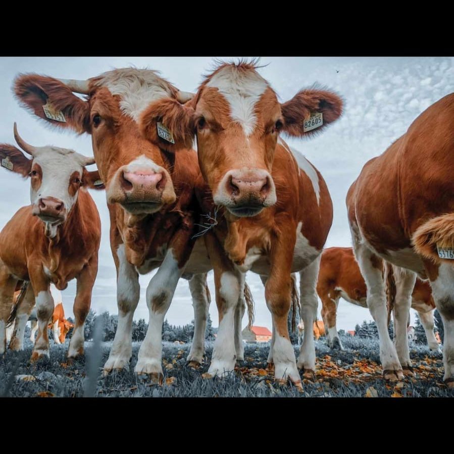 Ökohof Wobst – Bild 4