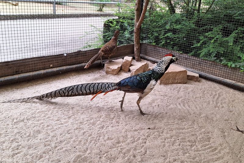Tierpark Nymphaea – Bild 3