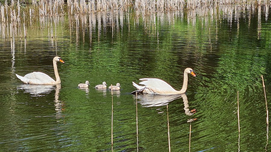 Stadtpark Wittlich – Bild 4