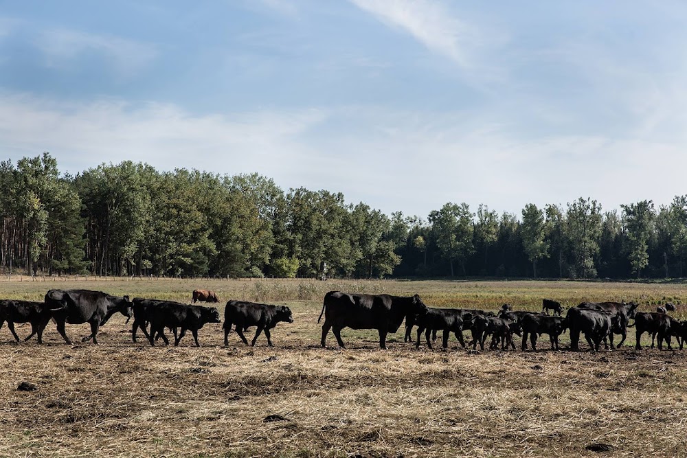 Gut Kerkow Bio-Gutshof – Bild 2