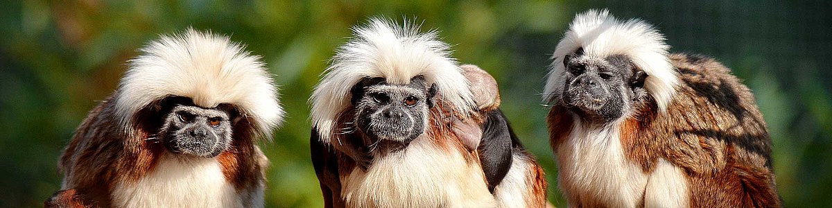 Tierpark Zittau - Zoo im Dreiländereck – Bild 2