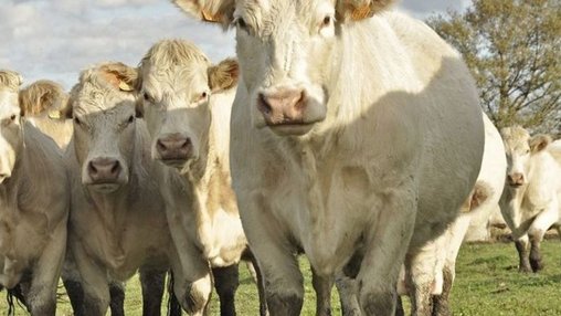 Nutztier-Arche Hof Steindamm GbR – Bild 2