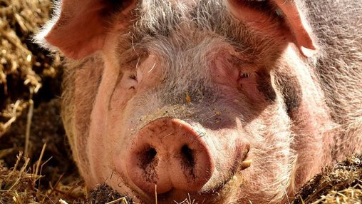 Nutztier-Arche Hof Steindamm GbR – Bild 3