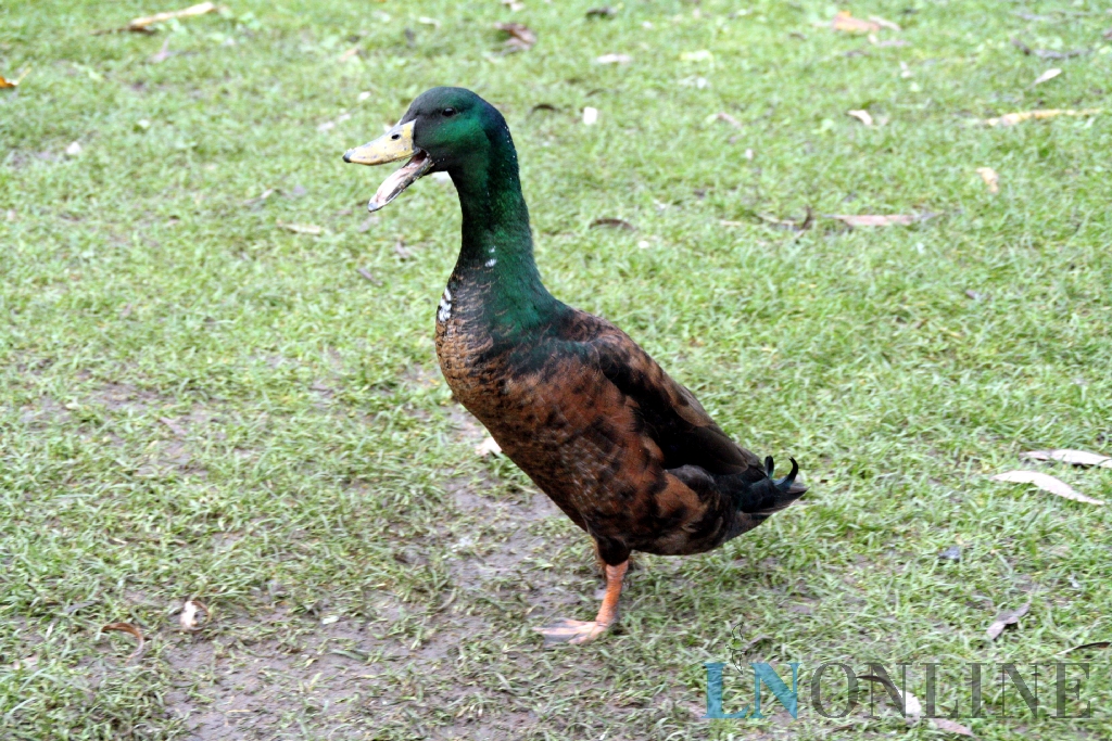Nutztier-Arche Hof Steindamm GbR – Bild 4