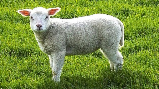 Nutztier-Arche Hof Steindamm GbR – Bild 5