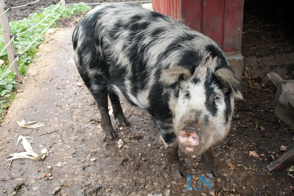 Nutztier-Arche Hof Steindamm GbR – Bild 6