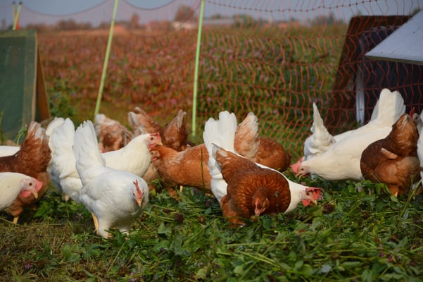 Schieber's Bauernhof – Bild 5