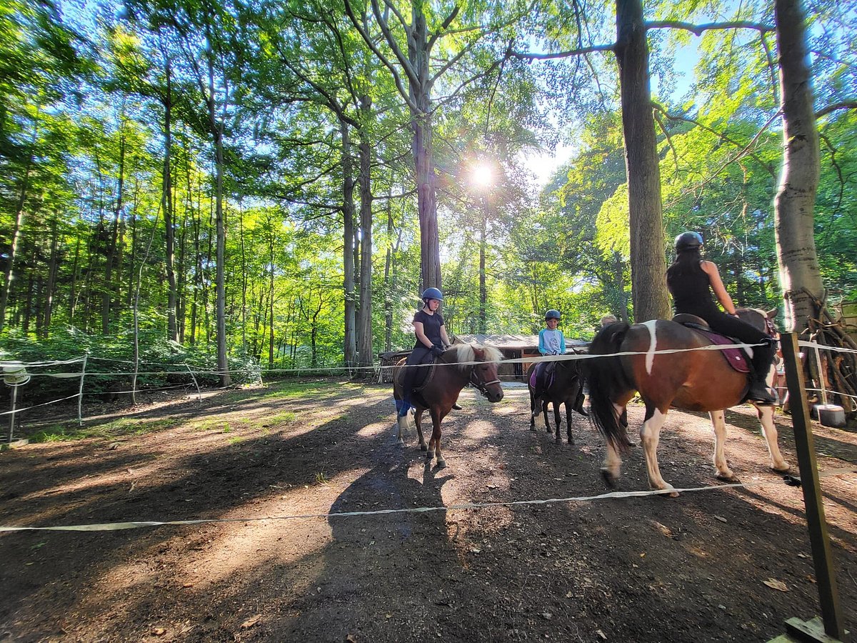Pferde - und Ponyausleihstation "Markus Röhling" – Bild 1