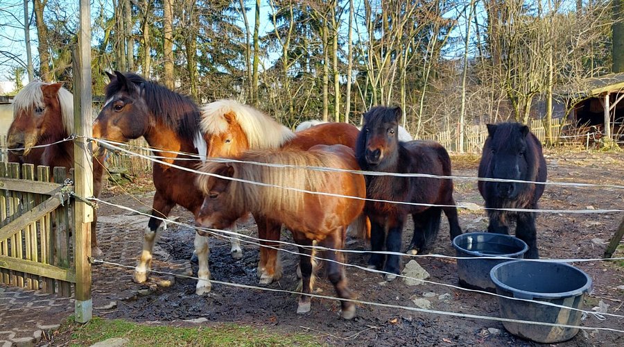 Pferde - und Ponyausleihstation "Markus Röhling" – Bild 2