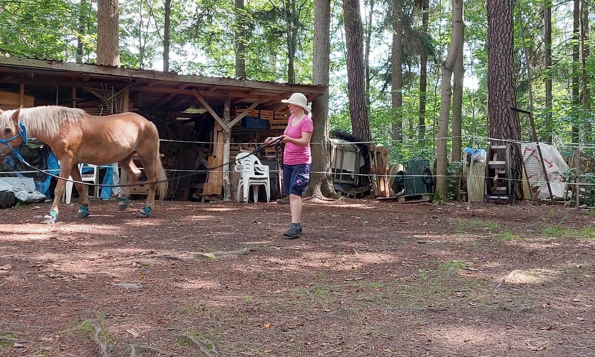 Pferde - und Ponyausleihstation "Markus Röhling" – Bild 4