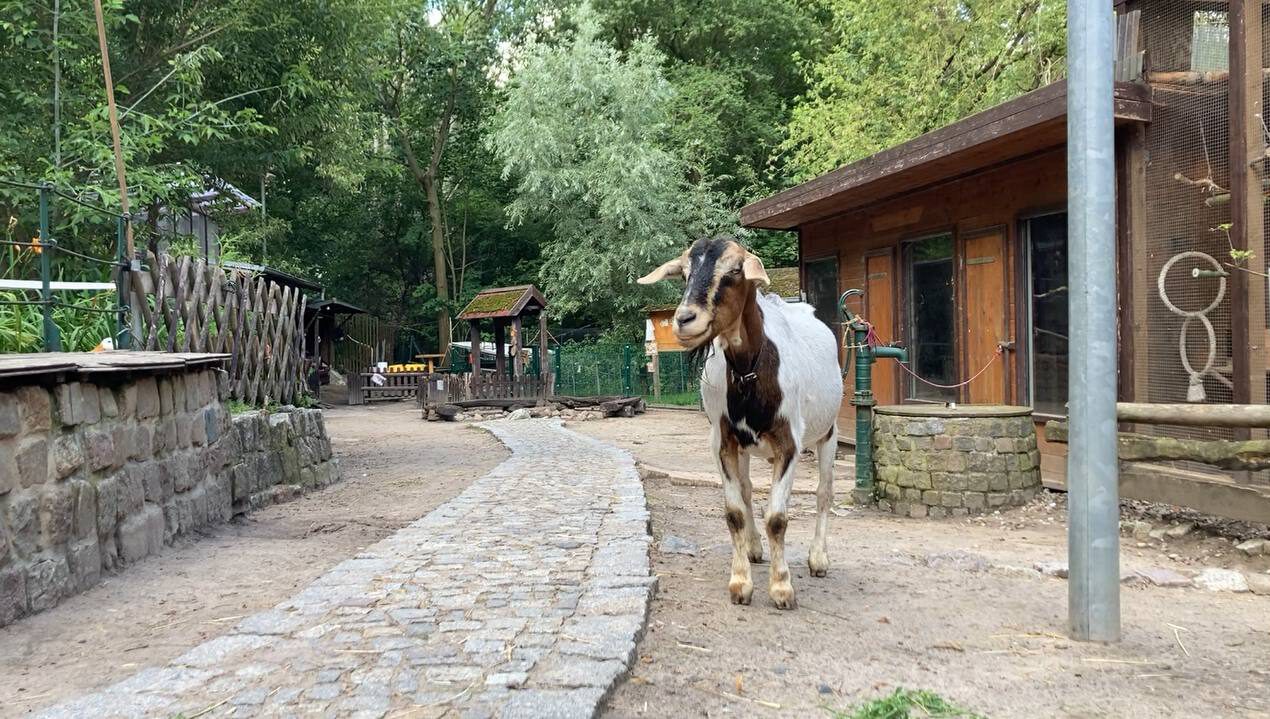 Kinderbauernhof Knirpsenfarm – Bild 4