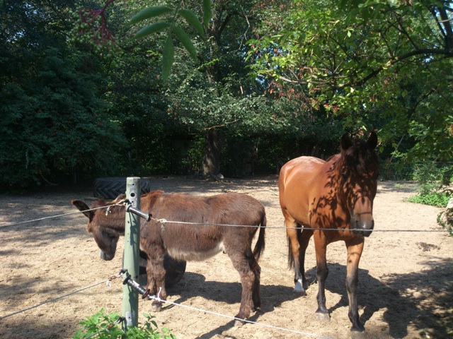 Kinderbauernhof Großziethen – Bild 6
