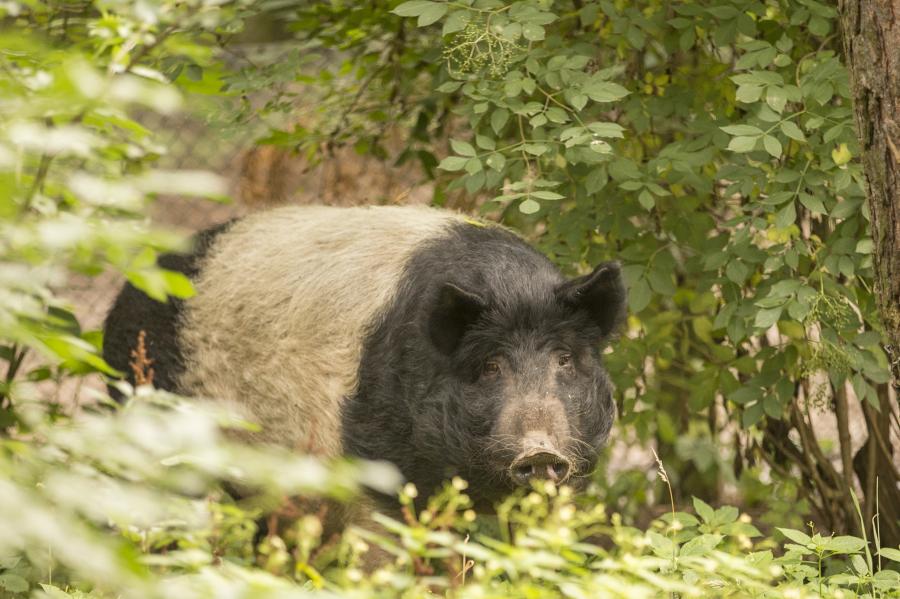 Wildpark Tannenbusch – Bild 5