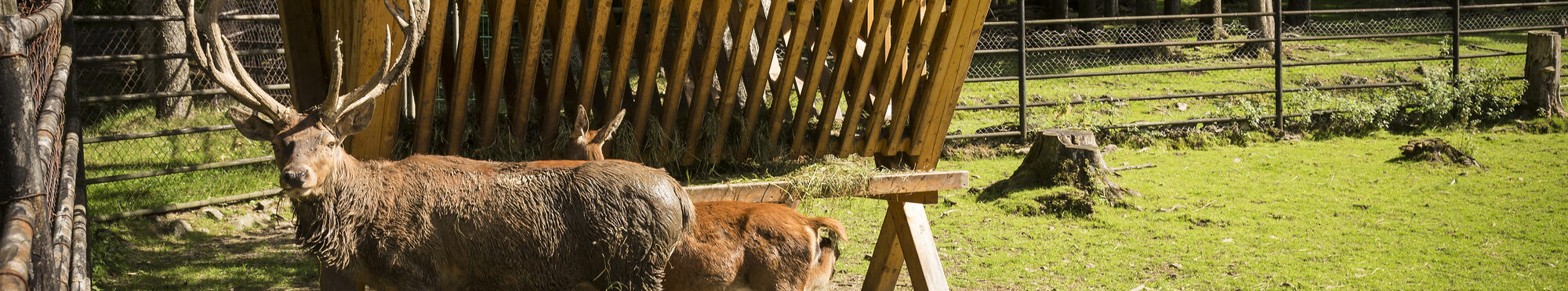 Wildtiergehege am Pöhlberg – Bild 1