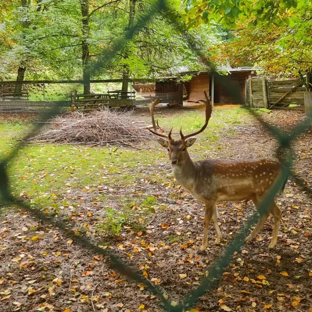Wildtiergehege am Pöhlberg – Bild 2