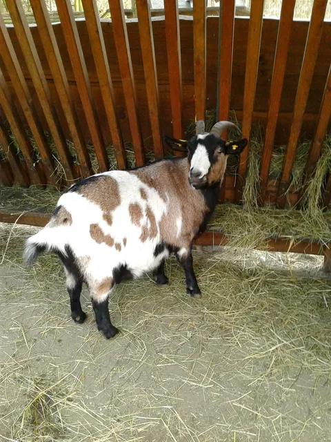 Wildtiergehege am Pöhlberg – Bild 3