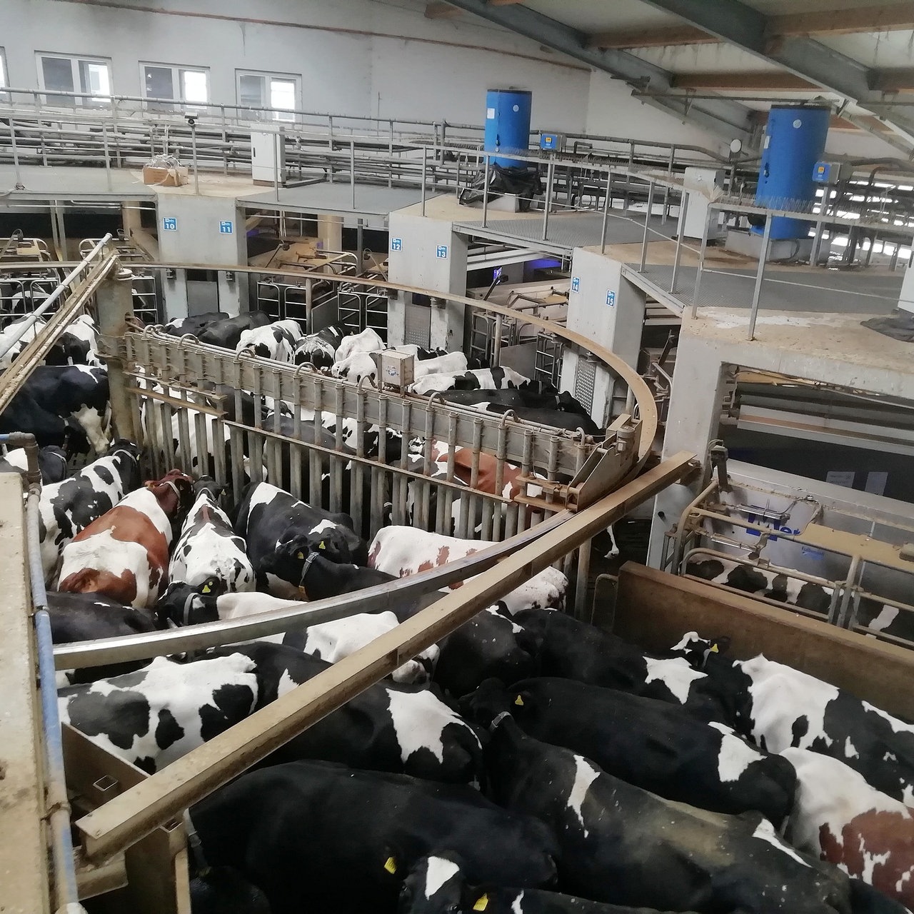 Agrarprodukte Kitzen eG - "Gläserner" Kuhstall – Bild 3