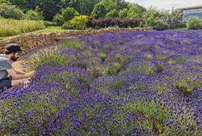 Tast-, Duft- und Erlebnisgarten e.V. – Bild 2