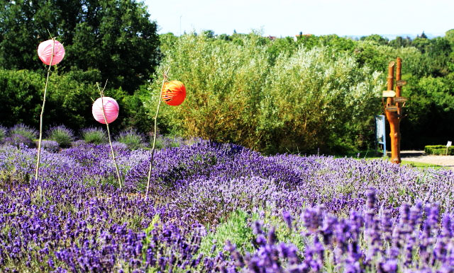 Tast-, Duft- und Erlebnisgarten e.V. – Bild 3