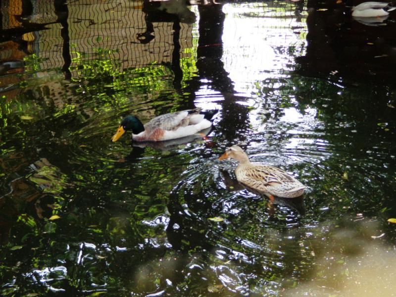 Kinderbunter Bauernhof – Bild 3