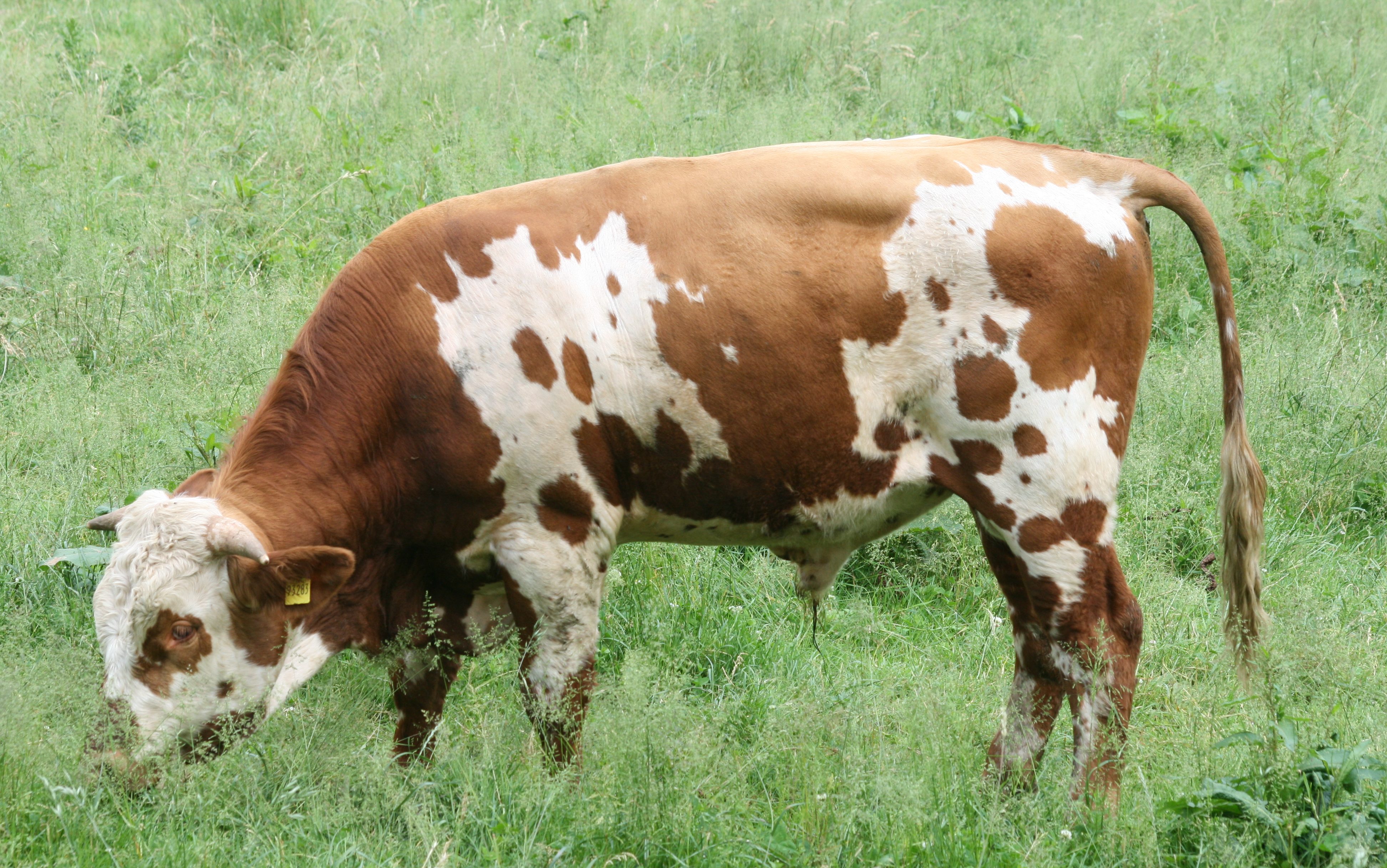 Biohof Berger – Bild 4