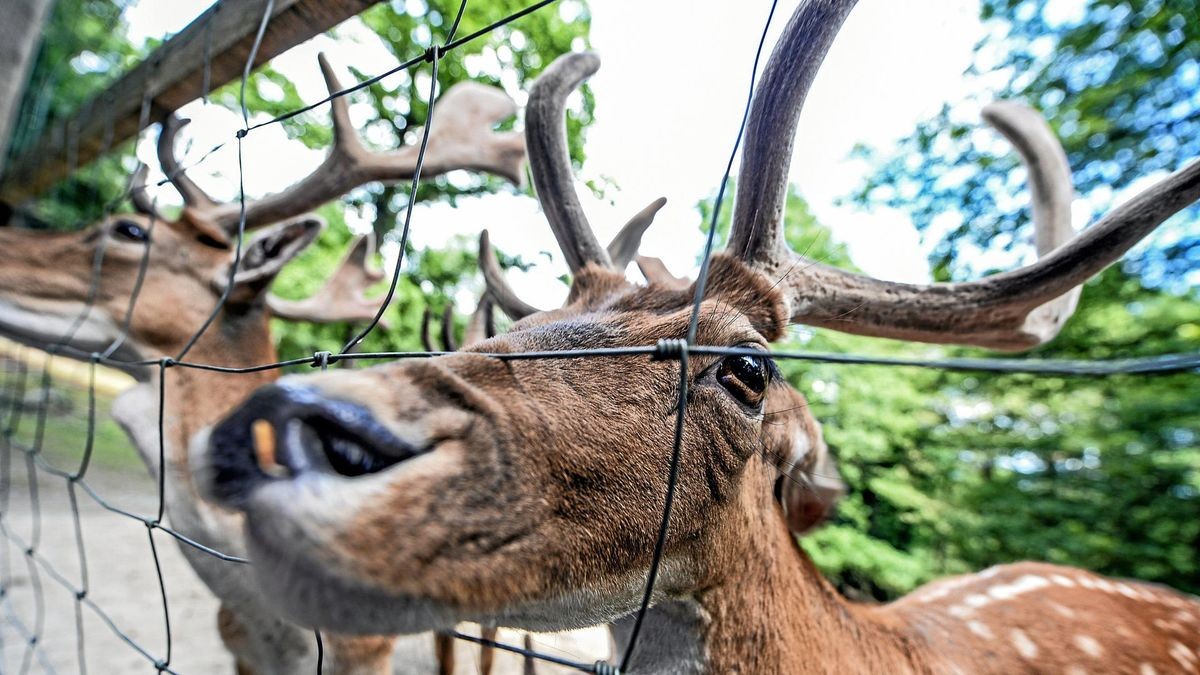 Damwildgehege – Bild 2