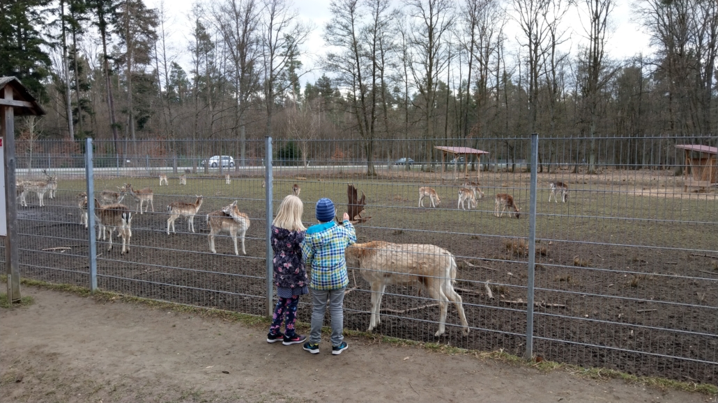 Damwildgehege – Bild 4