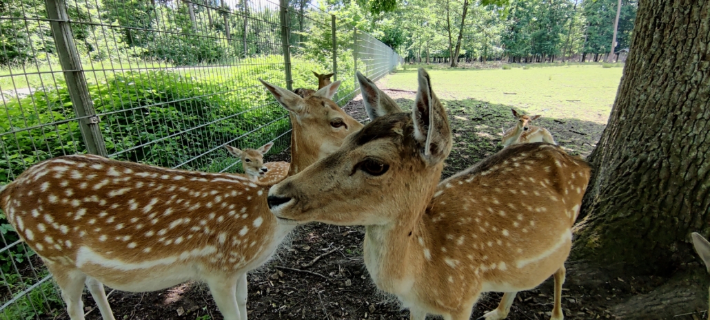 Damwildgehege – Bild 5