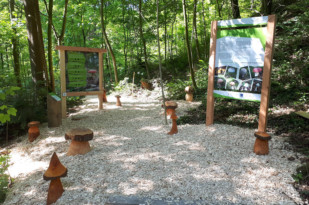 XXL-Waldkugelbahn – Bild 5