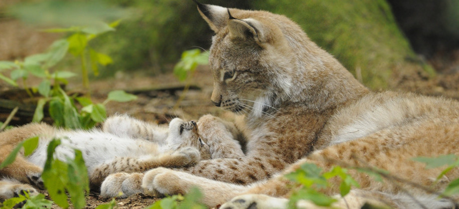 Wildpark Poing – Bild 4