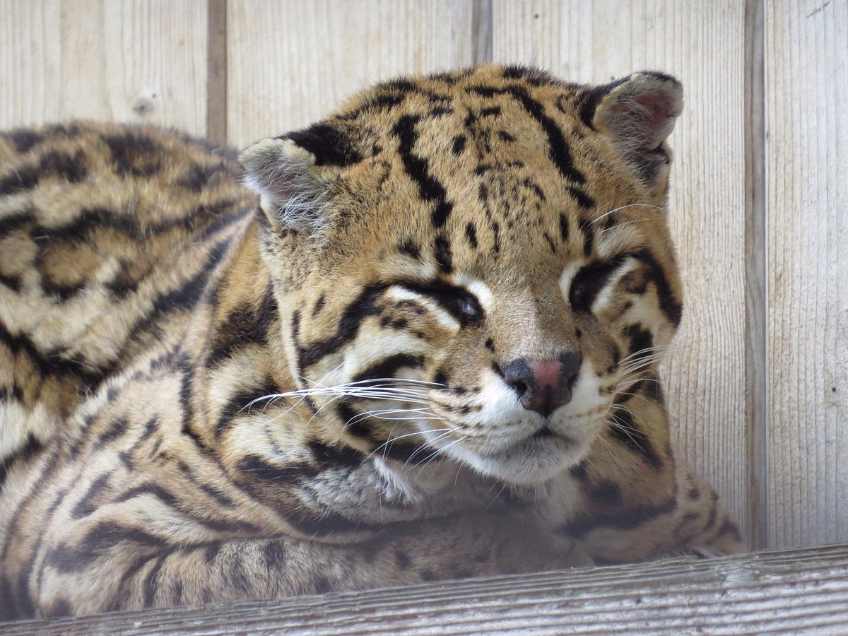 Tiergarten Mönchengladbach – Bild 3
